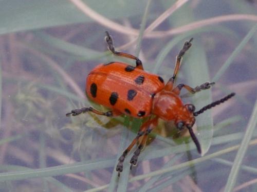 Réf. 45 572 : Crioceris duodecimpunctata