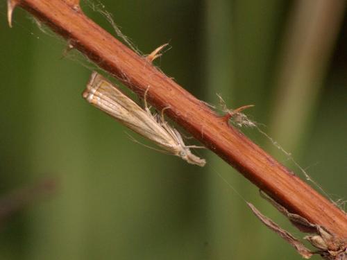 Chrysoteuchia culmella