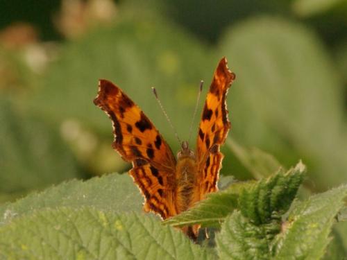 Polygonia c-album