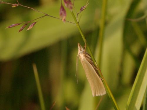 Réf. 45 968 : Crambus monochromellus