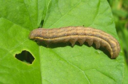 Réf. 45 509 : Lacanobia oleracea