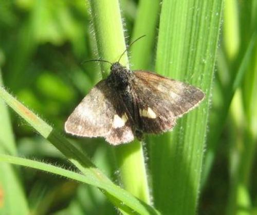 Panemeria tenebrata