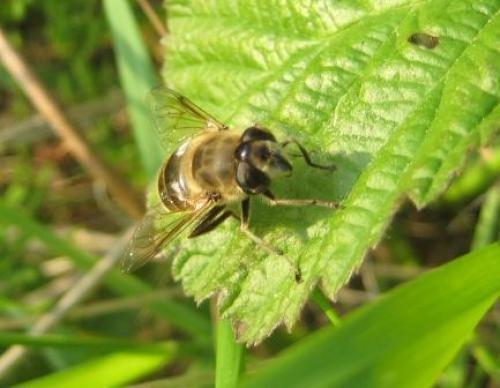 Réf. 45 619 : Eristalis tenax