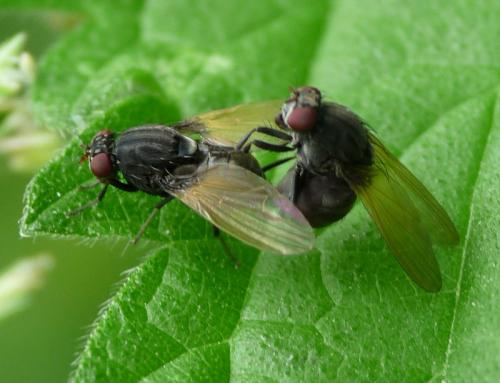 Réf. 45 976 : Minettia longipennis