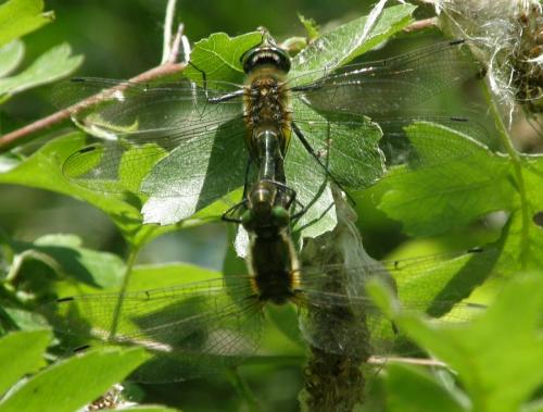 Cordulia aenea
