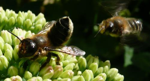 Réf. 45 726 : Megachile sp.