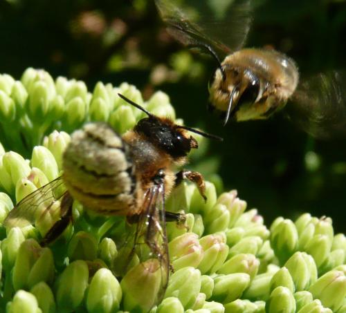 Megachile sp.