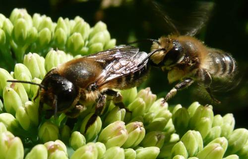 Megachile sp.