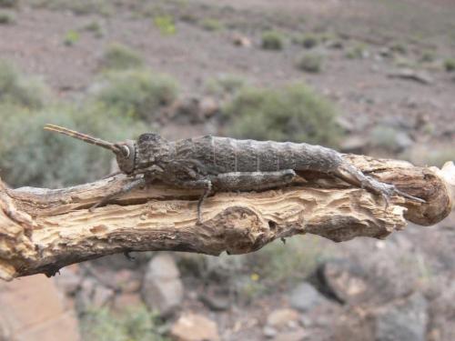 Purpuraria erna