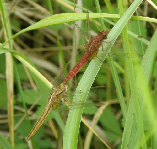 Crocothemis erythraea
