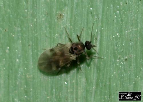 Culicoides obsoletus