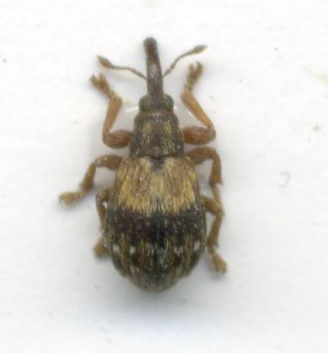 Ixapion variegatum