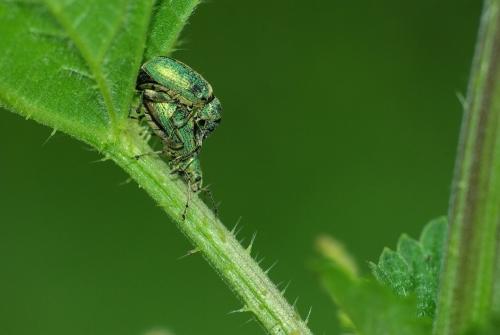 Phyllobius pomaceus