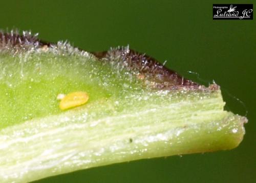 Dasineura fraxini