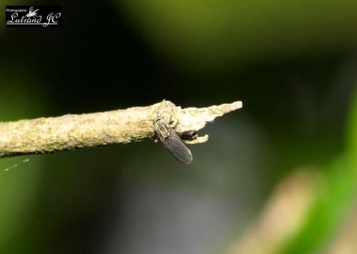 Réf. 45 755 : Dasyhelea sp.