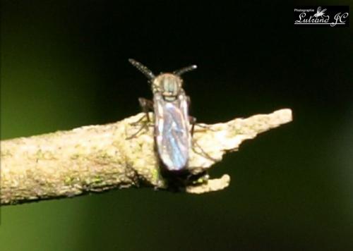 Réf. 45 756 : Dasyhelea sp.