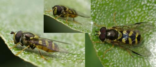 Réf. 45 031 : Dasysyrphus albostriatus
