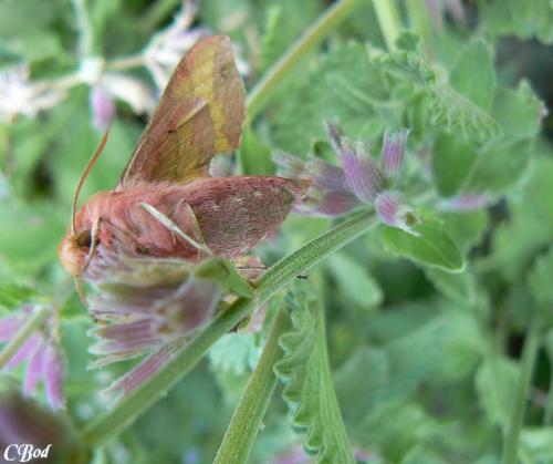 Réf. 45 044 : Deilephila porcellus
