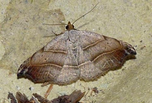 Réf. 45 680 : Laspeyria flexula