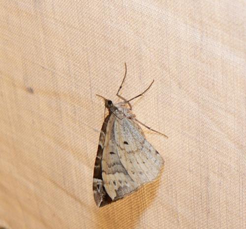 Réf. 45 451 : Eulithis prunata