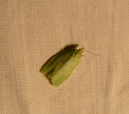 Réf. 45 444 : Tortrix viridana