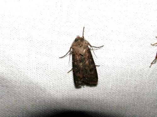 Agrotis segetum