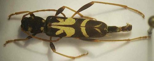 Clytus tropicus