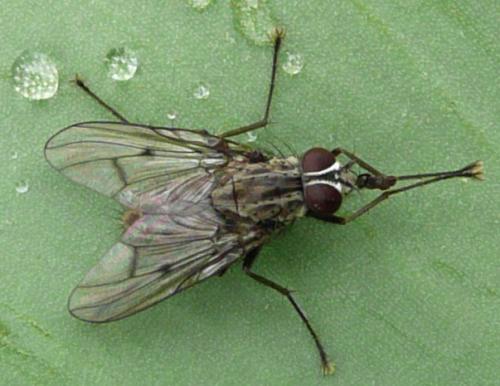 Réf. 45 387 : Phaonia fuscata