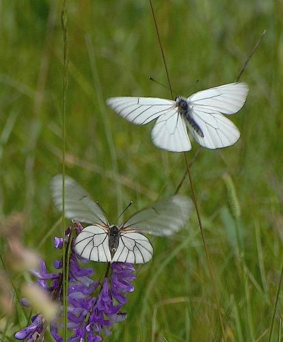 Réf. 45 896 : Aporia crataegi