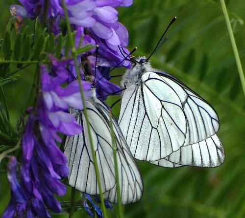 Aporia crataegi