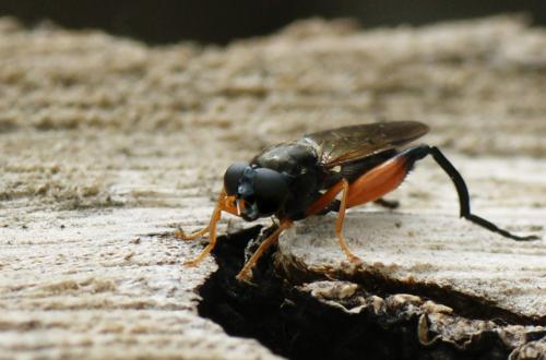 Réf. 45 570 : Chalcosyrphus femoratus