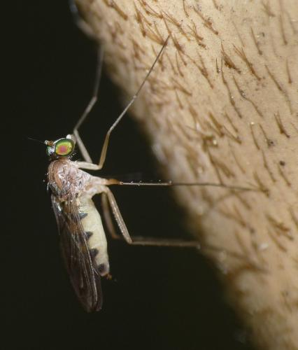 Neurigona quadrifasciata