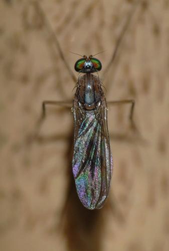 Neurigona quadrifasciata