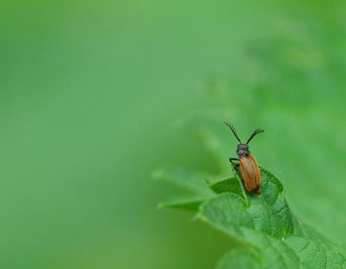 Drilus flavescens