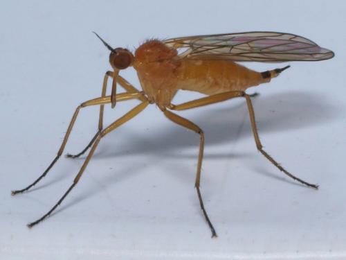 Réf. 45 997 : Empis sp.