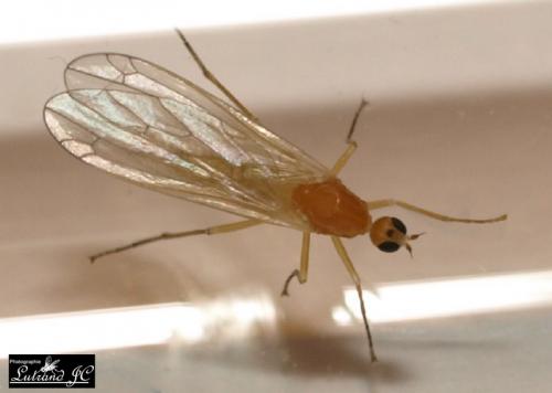 Dryodromia testacea