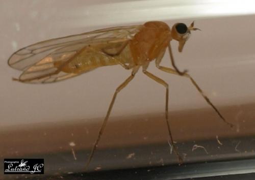 Dryodromia testacea