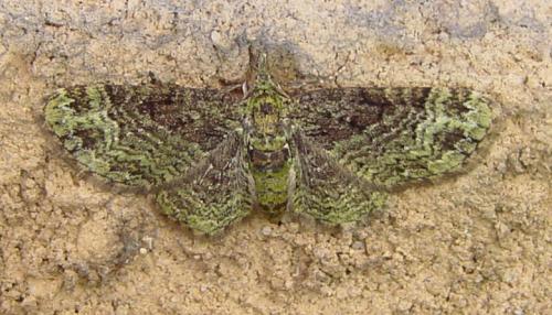 Réf. 45 827 : Pasiphila rectangulata