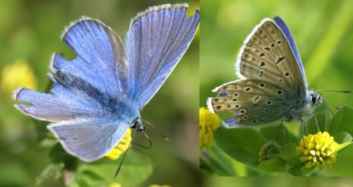 Polyommatus icarus