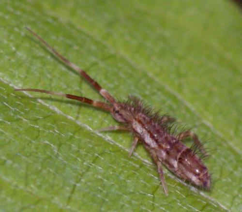 Orchesella flavescens