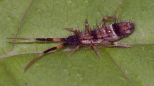 Orchesella flavescens