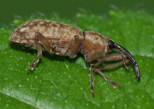 Réf. 45 740 : Dorytomus longimanus