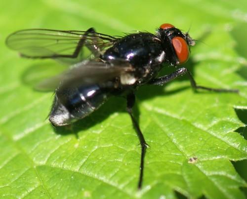 Réf. 45 052 : Hydrotaea diabolus