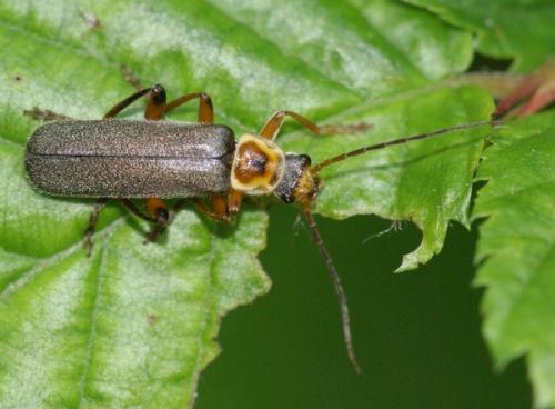 Cantharis nigricans