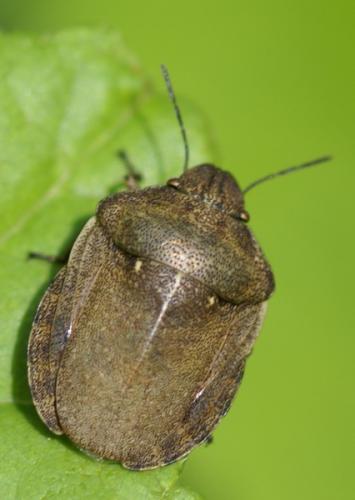 Réf. 45 098 : Eurygaster testudinaria