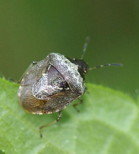 Réf. 45 099 : Stagonomus venustissimus