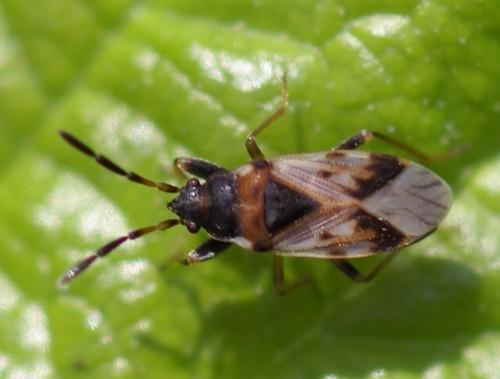 Réf. 45 100 : Scolopostethus thomsoni