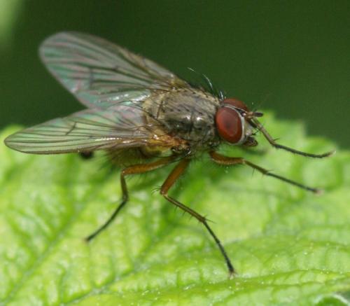 Helina impuncta