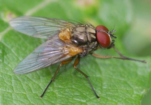 Réf. 45 522 : Mydaea corni
