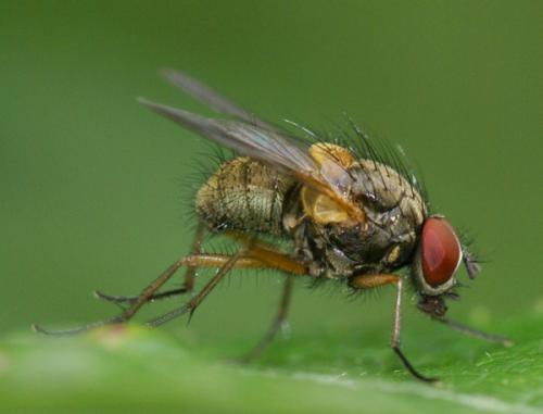 Réf. 45 523 : Mydaea corni